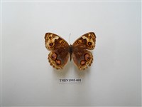 藏品(青眼蛺蝶)的圖片